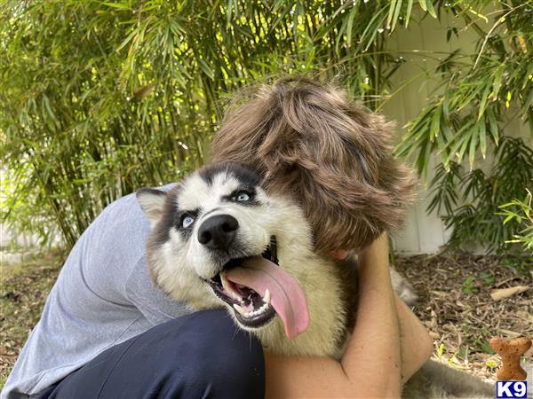 Siberian Husky dog